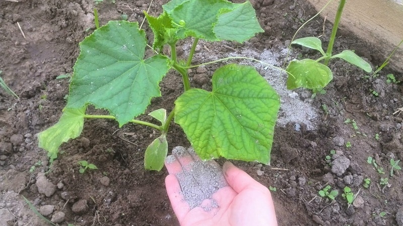 We feed cucumbers in the greenhouse for a rich harvest: diagrams and recipes