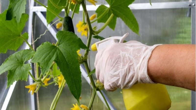 We feed cucumbers in the greenhouse for a rich harvest: diagrams and recipes