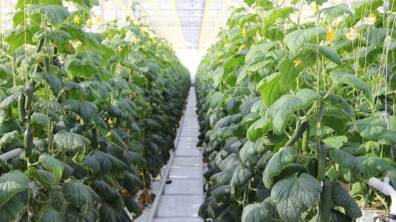 We feed cucumbers in the greenhouse for a rich harvest: diagrams and recipes