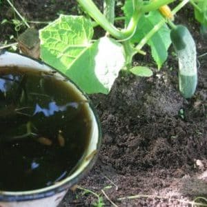 How to fertilize cucumbers with mullein: preparing fertilizer and rules for applying it