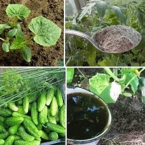 How to fertilize cucumbers with mullein: preparing fertilizer and rules for applying it