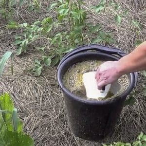 How to fertilize cucumbers with mullein: preparing fertilizer and rules for applying it