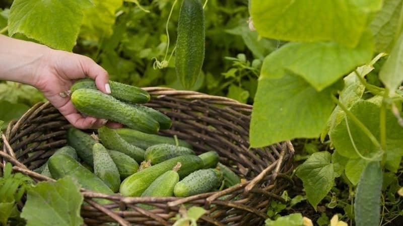 How to fertilize cucumbers with mullein: preparing fertilizer and rules for applying it