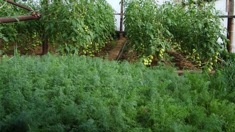 A Detailed Guide to Growing Dill