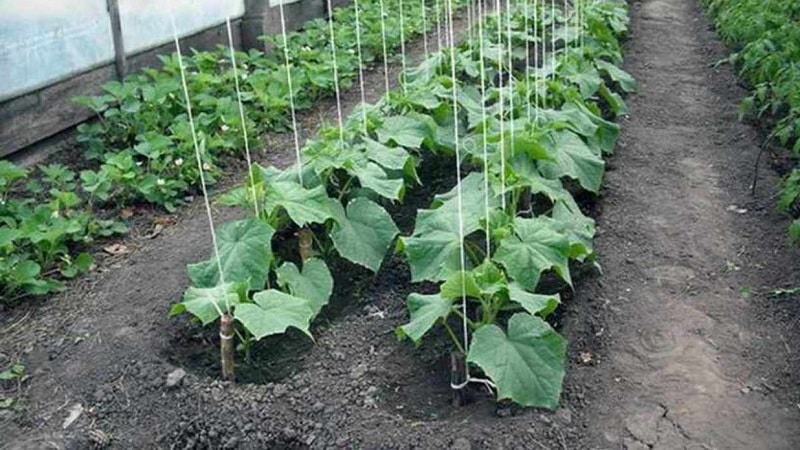 Instructions on how to properly tie cucumbers in a greenhouse for beginner gardeners
