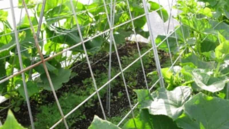 Instructions on how to properly tie cucumbers in a greenhouse for beginner gardeners