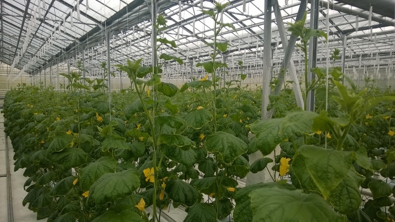 Instructions on how to properly tie cucumbers in a greenhouse for beginner gardeners