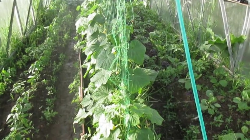Instructions on how to properly tie cucumbers in a greenhouse for beginner gardeners