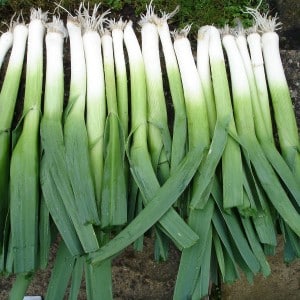 Useful properties of leeks, methods of growing them and varieties of varieties