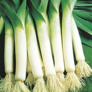 Useful properties of leeks, methods of growing them and varieties of varieties