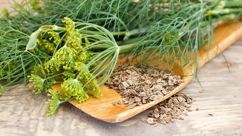 Health benefits of dill and what to eat in it
