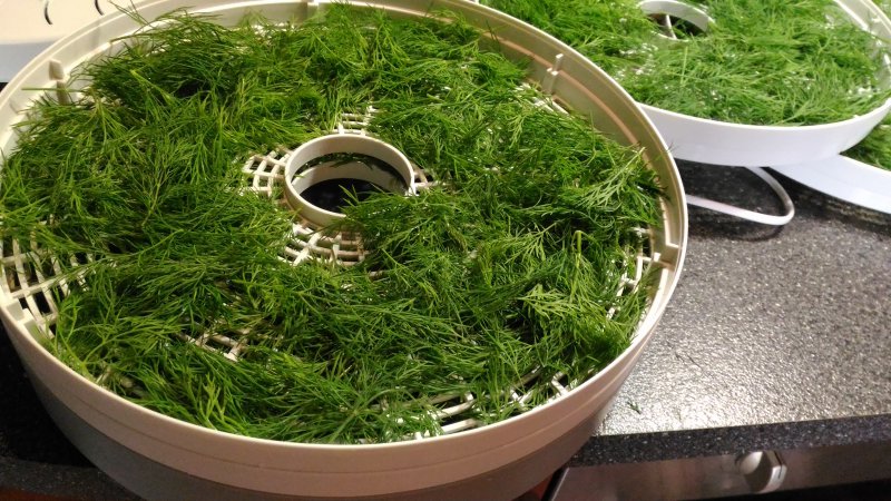 Health benefits of dill and what to eat in it