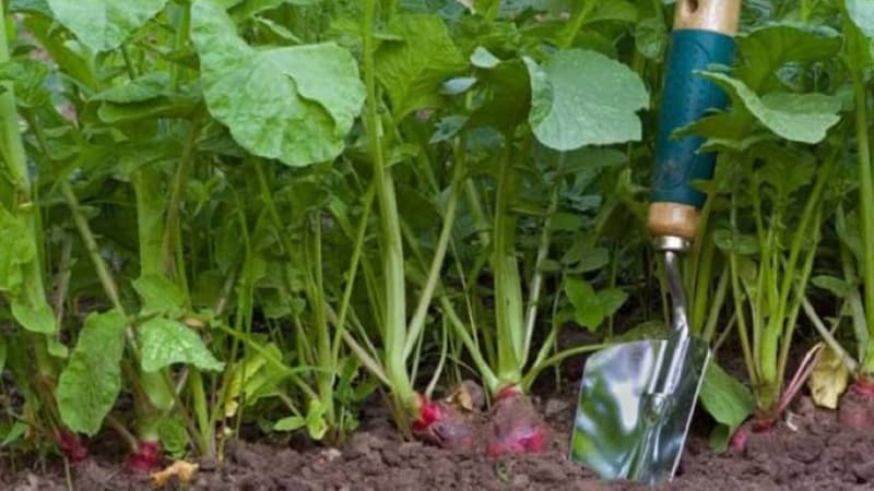 Planting radishes in August - when to plant and is it possible to do it?
