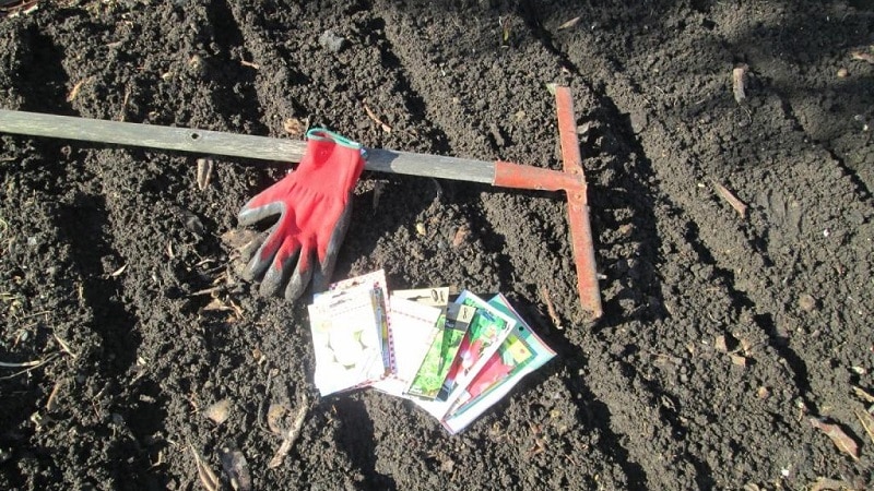 Planting radishes in August - when to plant and is it possible to do it?
