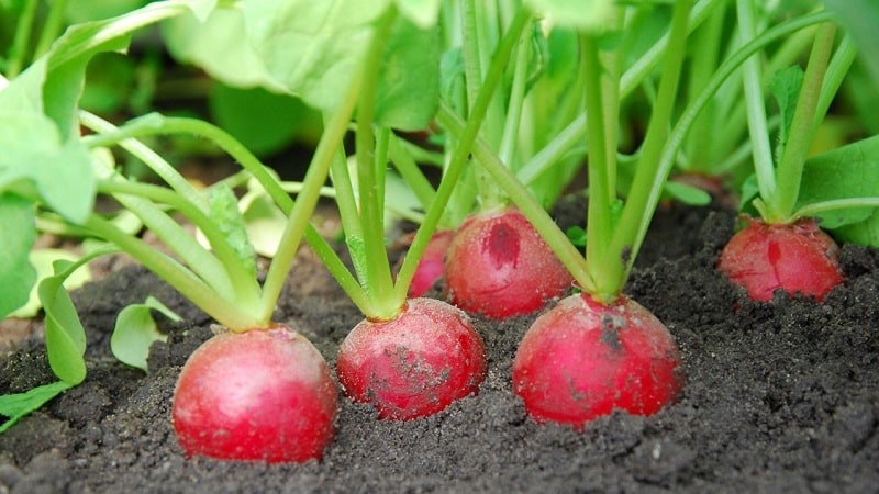 Planting radishes in August - when to plant and is it possible to do it?