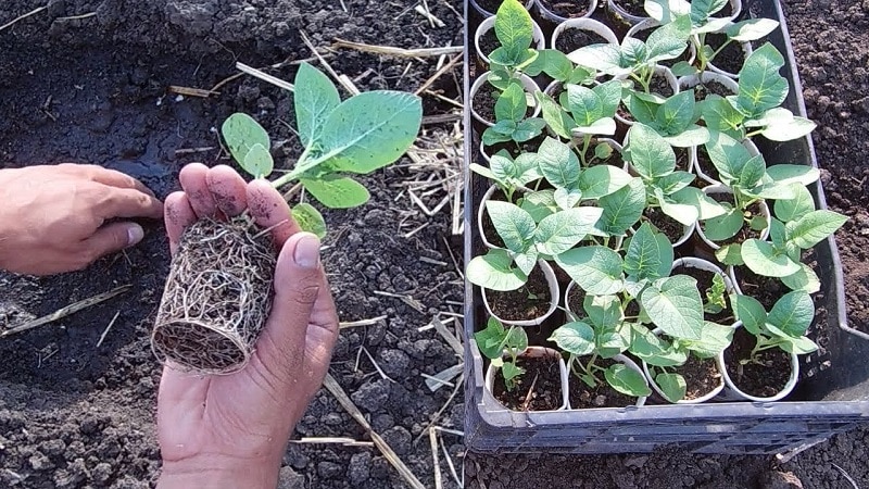 Step-by-step instructions: how to grow potatoes from seeds at home
