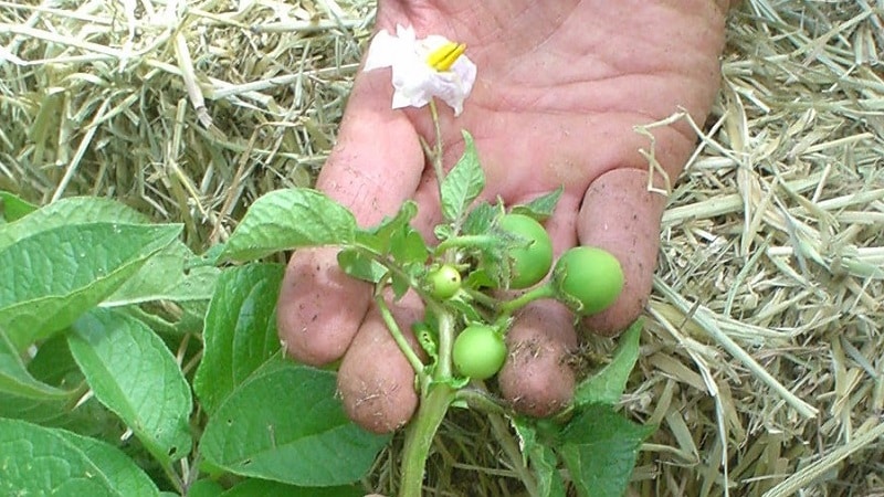 Step-by-step instructions: how to grow potatoes from seeds at home