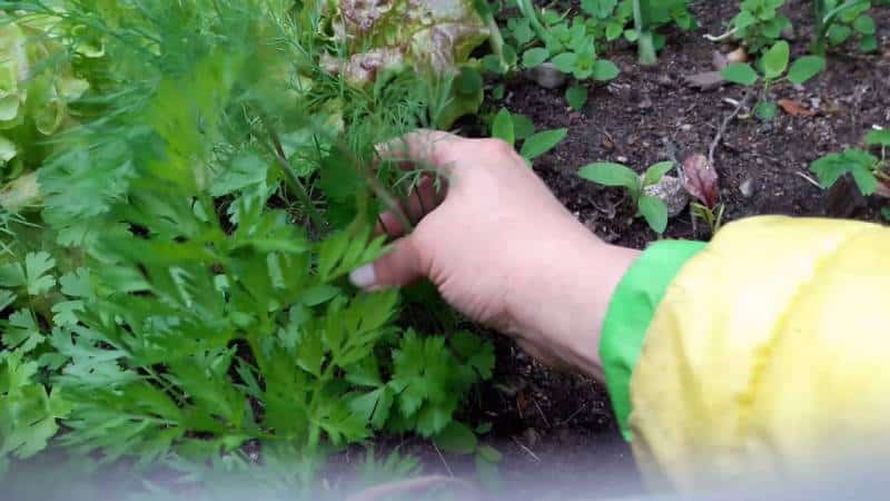 Step-by-step instructions for planting dill on greens in July