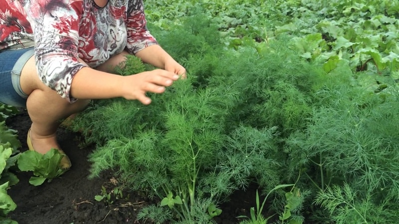 Step-by-step instructions for planting dill on greens in July