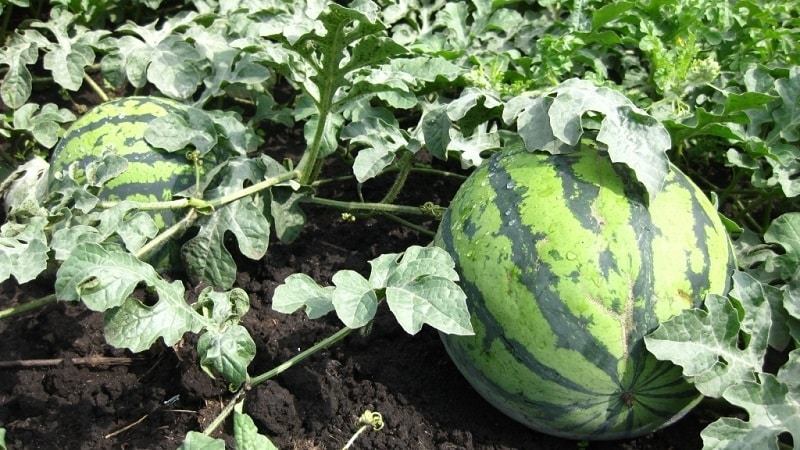 Step-by-step instructions for growing watermelons in the Moscow region in open ground
