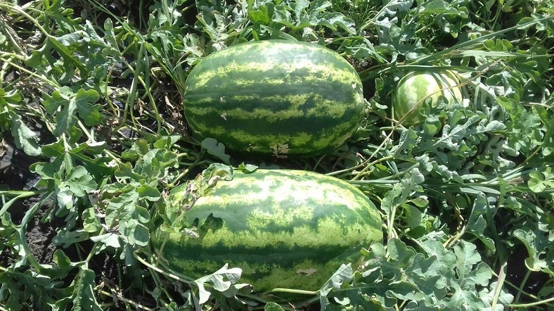 Step-by-step instructions for growing watermelons in the Moscow region in open ground