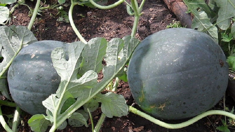 Step-by-step instructions for growing watermelons in the Moscow region in open ground