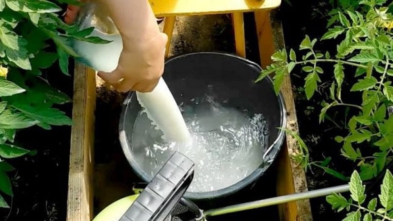 Rules for processing cucumbers with whey and iodine: recipes and proportions