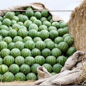 At what temperature and how long can watermelon be stored?