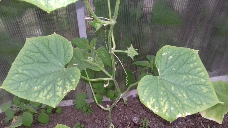 Causes des feuilles de concombre vert pâle et méthodes pour lutter contre le problème