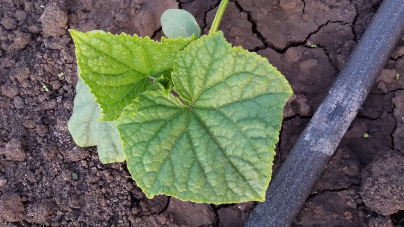 Causes des feuilles de concombre vert pâle et méthodes pour lutter contre le problème