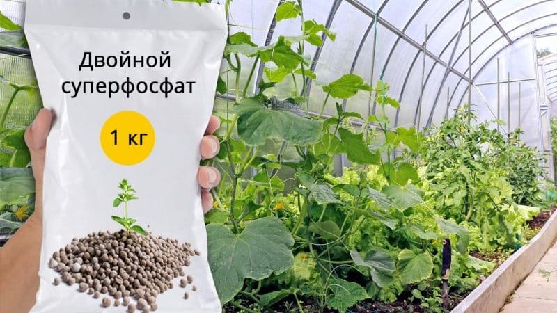 Using superphosphate to fertilize cucumbers in the garden and greenhouse