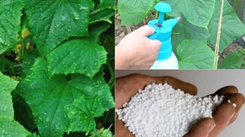 Using superphosphate to fertilize cucumbers in the garden and greenhouse