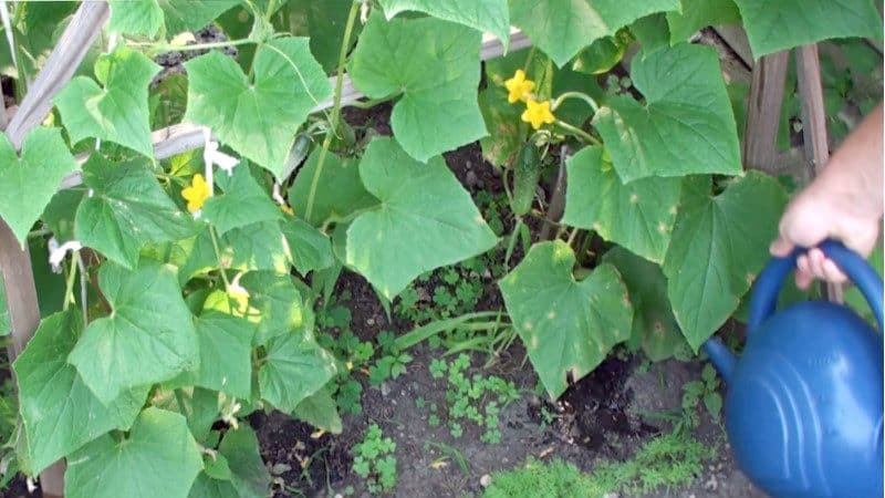 Using superphosphate to fertilize cucumbers in the garden and greenhouse