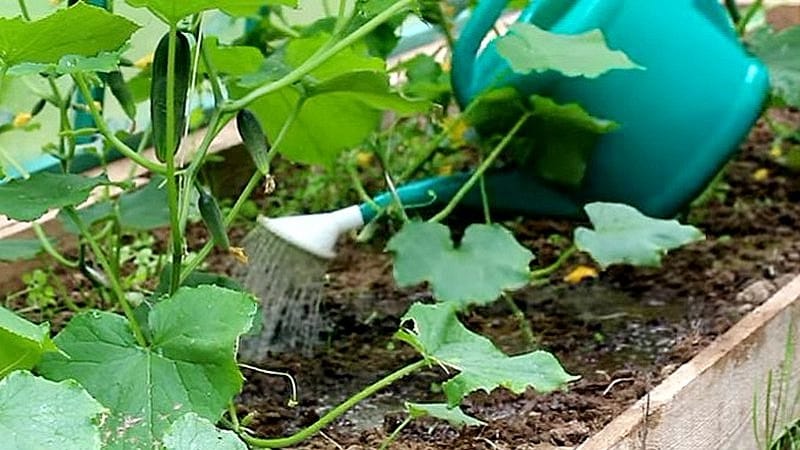 Using superphosphate to fertilize cucumbers in the garden and greenhouse