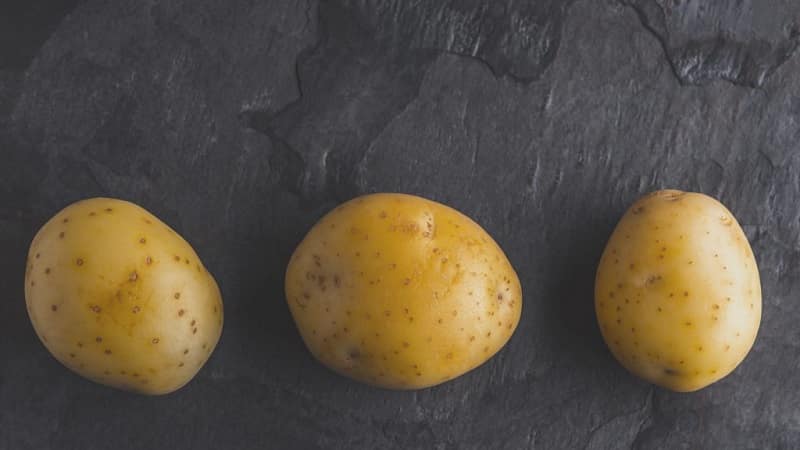 Time-tested oldest potato variety Lorch