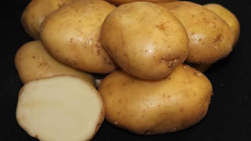 Time-tested oldest potato variety Lorch