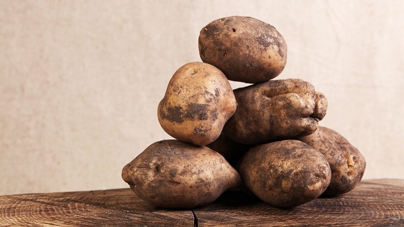 Time-tested oldest potato variety Lorch