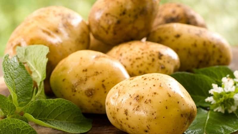 Time-tested oldest potato variety Lorch