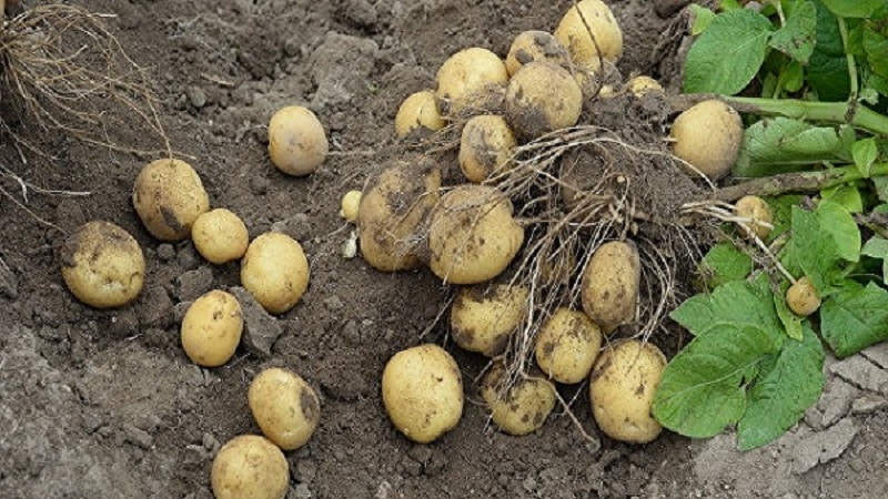 Time-tested oldest potato variety Lorch