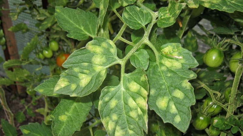 Why spots appear on tomato leaves and how to deal with them