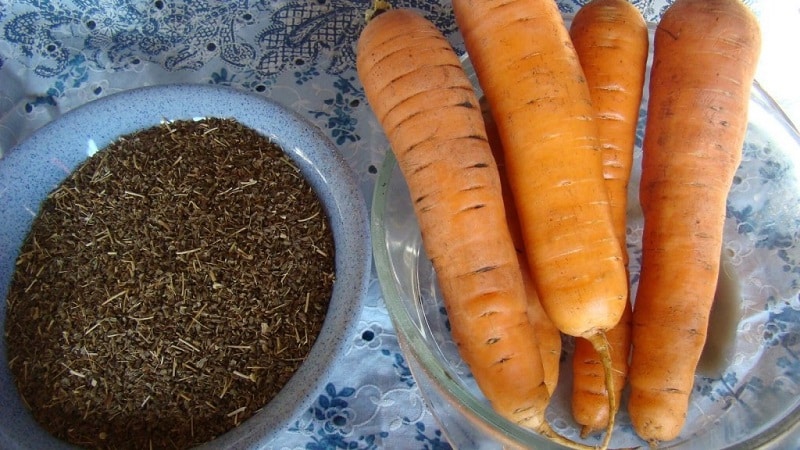 Early maturing carrot hybrid with sweet taste Nandrin f1