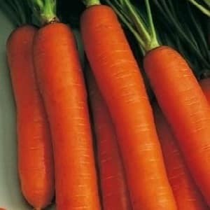 Early maturing carrot hybrid with sweet taste Nandrin f1