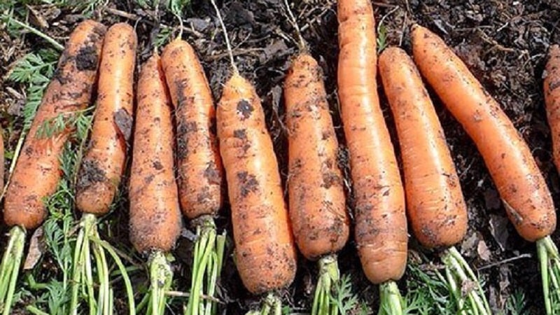Early maturing carrot hybrid with sweet taste Nandrin f1