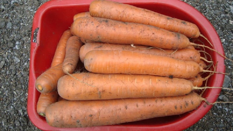 Early maturing carrot hybrid with sweet taste Nandrin f1