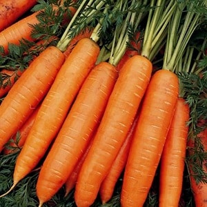 Early maturing carrot hybrid with sweet taste Nandrin f1