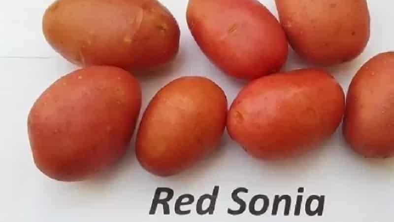 Early ripening potato variety with a high shelf life Red Sonya
