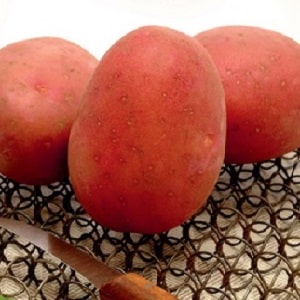 Early ripening potato variety with a high shelf life Red Sonya