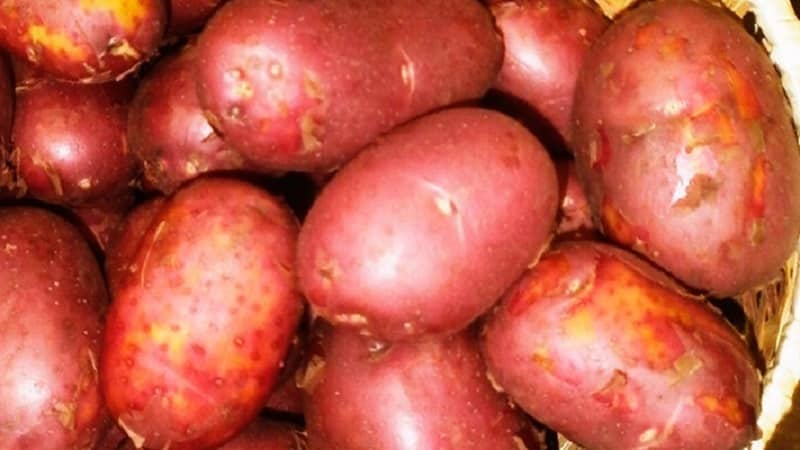 Early ripening potato variety with a high shelf life Red Sonya