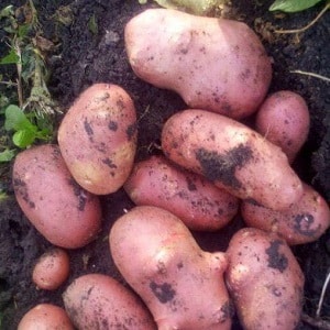Early ripening potato variety with a high shelf life Red Sonya