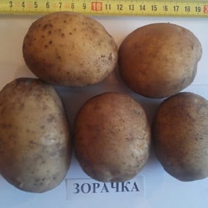 Early ripening potato variety Zorachka for fresh consumption